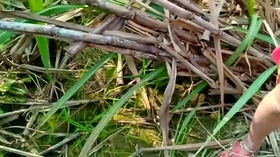 देशी सादी सुदा भाभी को देवर ने जंगल की झाड़ी के पीछे लेजाकर चोदा